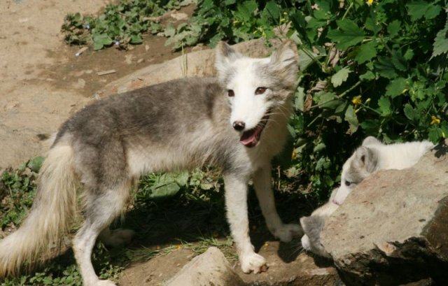 lišky polární